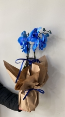 2Dalli mavi Orkide