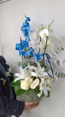 Mavi beyaz orkideli arajman