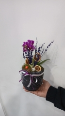 Teleryum lu mini orkide